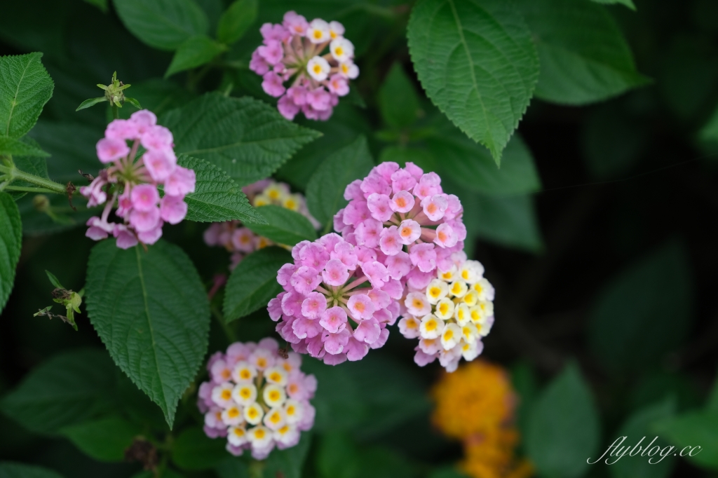 雙心池塘｜小而巧小而美的大村雙心池塘，感受樸實靜謐的農村風情 @飛天璇的口袋