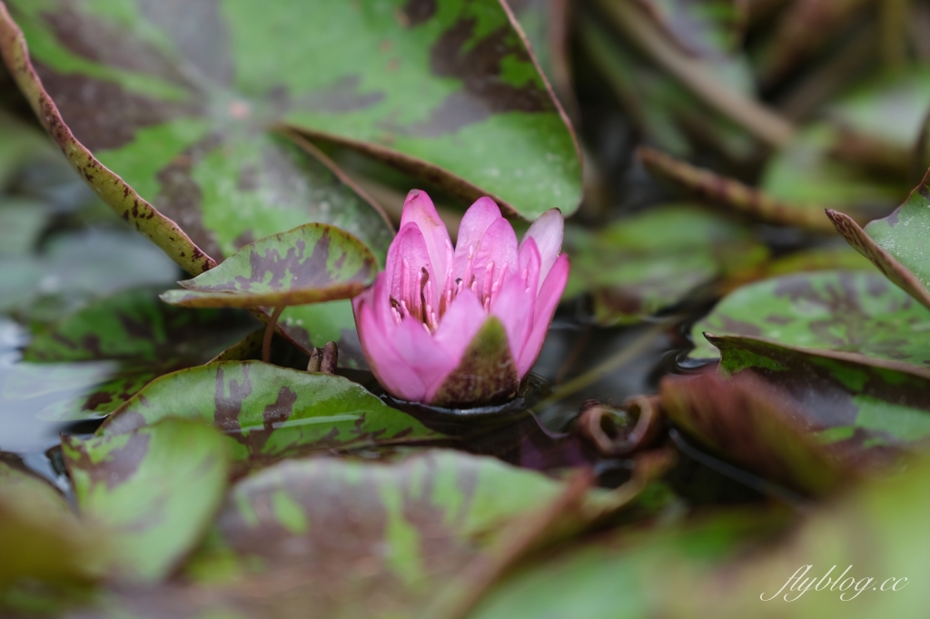 雙心池塘|小而巧小而美的大村雙心池塘,感受樸實靜謐的農村風情 @飛天璇的口袋 雙心池塘|小而巧小而美的大村雙心池塘,感受樸實靜謐的農村風情 @飛天璇的口袋