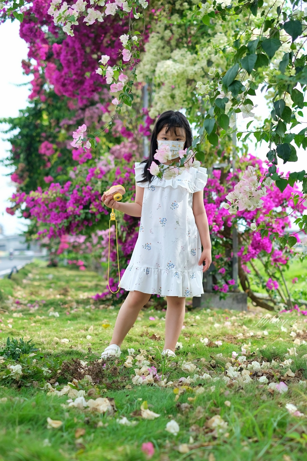 彰化田中｜草日金道．田中九重葛花牆超夢幻，綿延300公尺高達1層樓 @飛天璇的口袋