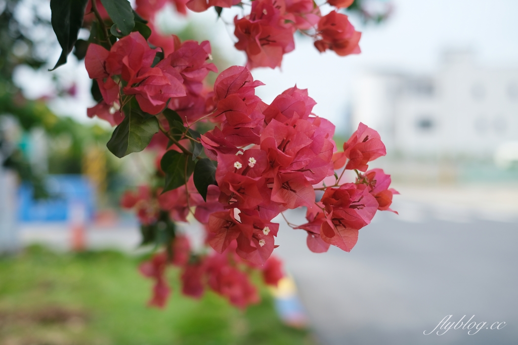 彰化田中｜草日金道．田中九重葛花牆超夢幻，綿延300公尺高達1層樓 @飛天璇的口袋