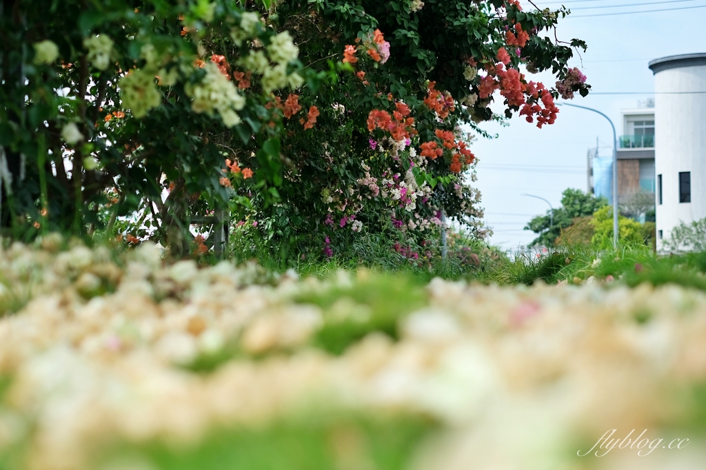 彰化田中｜草日金道．田中九重葛花牆超夢幻，綿延300公尺高達1層樓 @飛天璇的口袋