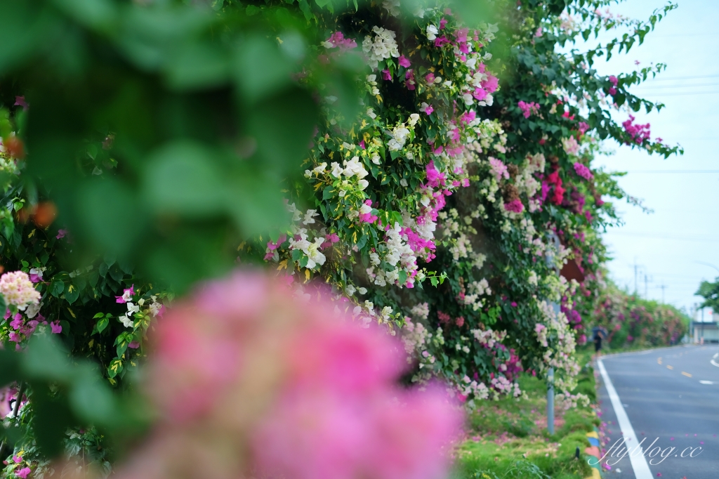 彰化田中｜草日金道．田中九重葛花牆超夢幻，綿延300公尺高達1層樓 @飛天璇的口袋