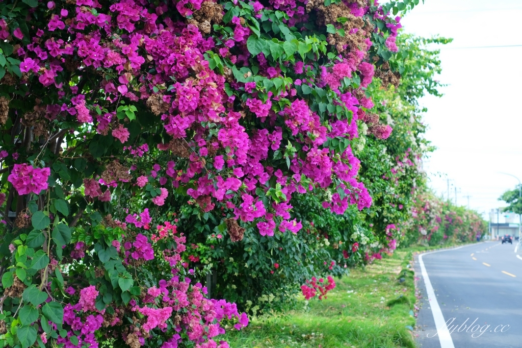 彰化田中｜草日金道．田中九重葛花牆超夢幻，綿延300公尺高達1層樓 @飛天璇的口袋