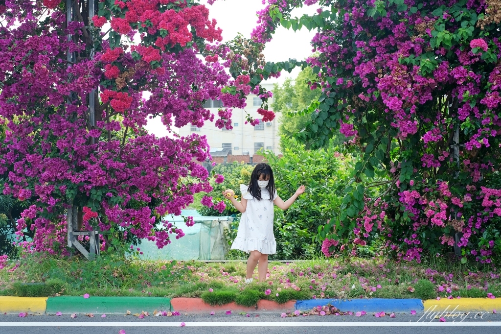 彰化田中｜草日金道．田中九重葛花牆超夢幻，綿延300公尺高達1層樓 @飛天璇的口袋