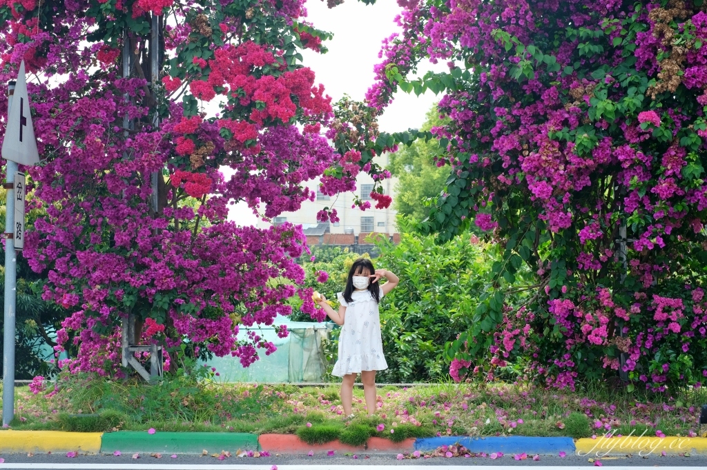 彰化田中｜草日金道．田中九重葛花牆超夢幻，綿延300公尺高達1層樓 @飛天璇的口袋
