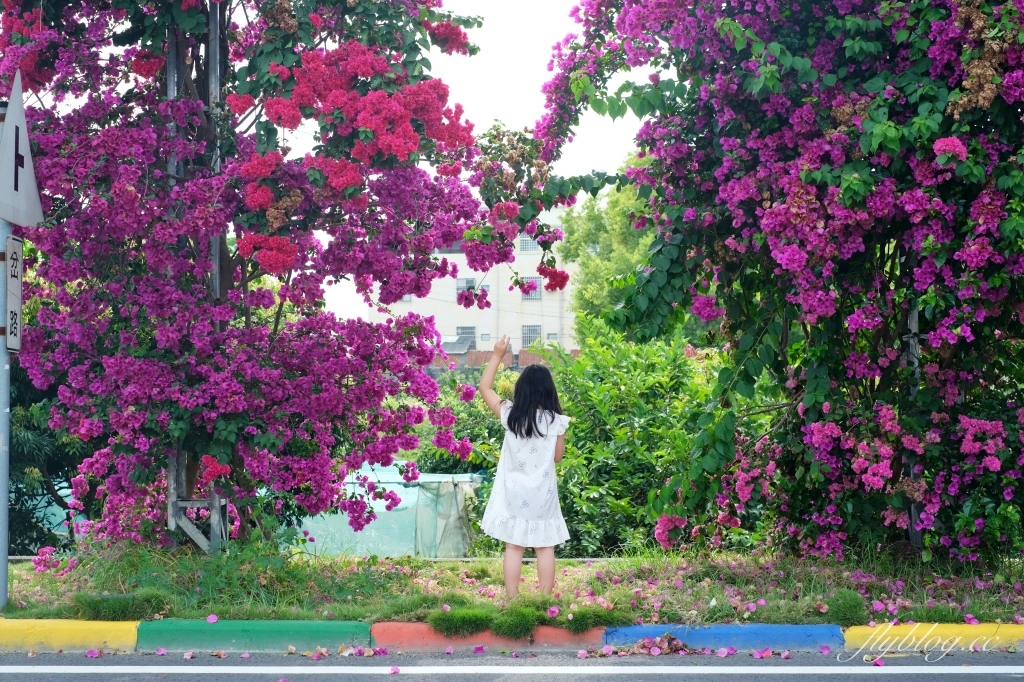 彰化田中｜草日金道．田中九重葛花牆超夢幻，綿延300公尺高達1層樓 @飛天璇的口袋