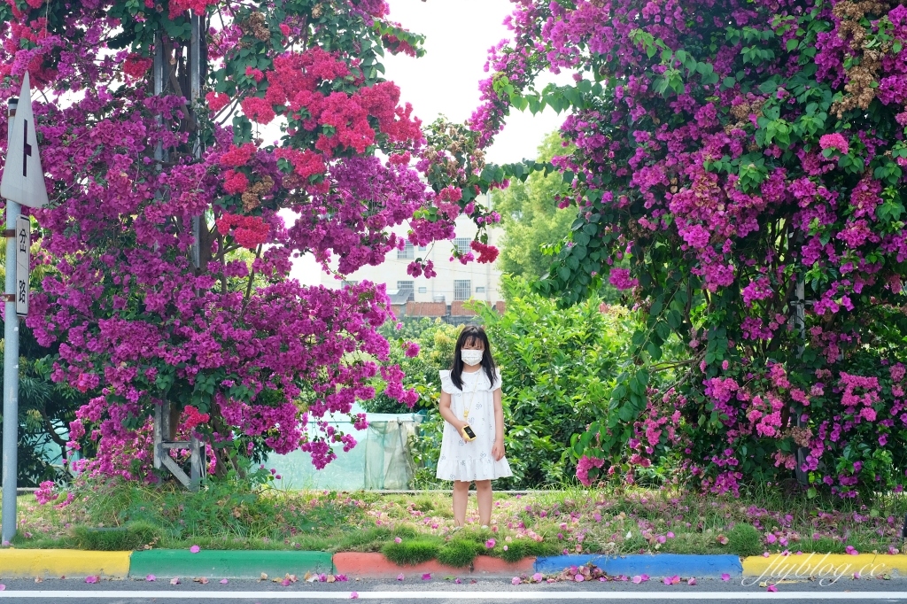 彰化田中｜草日金道．田中九重葛花牆超夢幻，綿延300公尺高達1層樓 @飛天璇的口袋