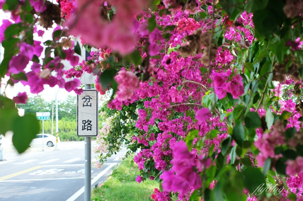 彰化田中｜草日金道．田中九重葛花牆超夢幻，綿延300公尺高達1層樓 @飛天璇的口袋
