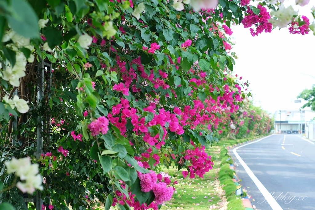 彰化田中｜草日金道．田中九重葛花牆超夢幻，綿延300公尺高達1層樓 @飛天璇的口袋