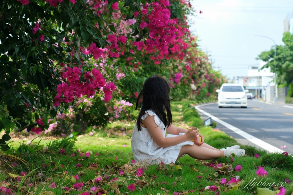 彰化田中｜草日金道．田中九重葛花牆超夢幻，綿延300公尺高達1層樓 @飛天璇的口袋