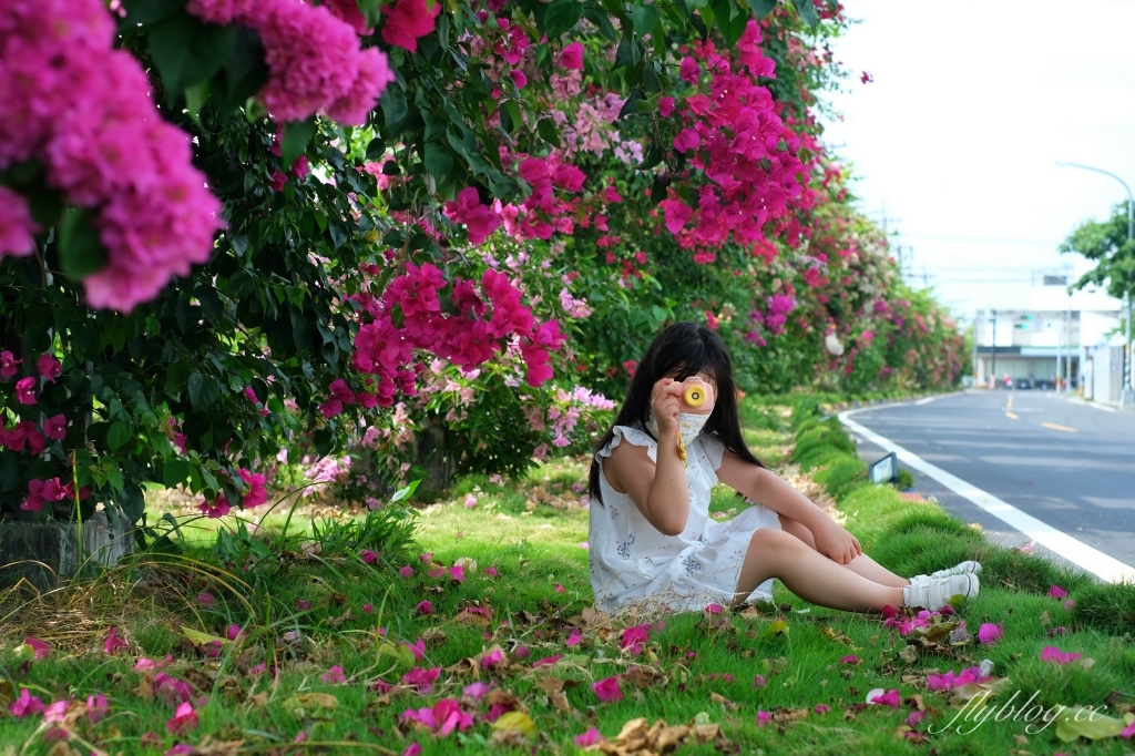 彰化田中｜草日金道．田中九重葛花牆超夢幻，綿延300公尺高達1層樓 @飛天璇的口袋