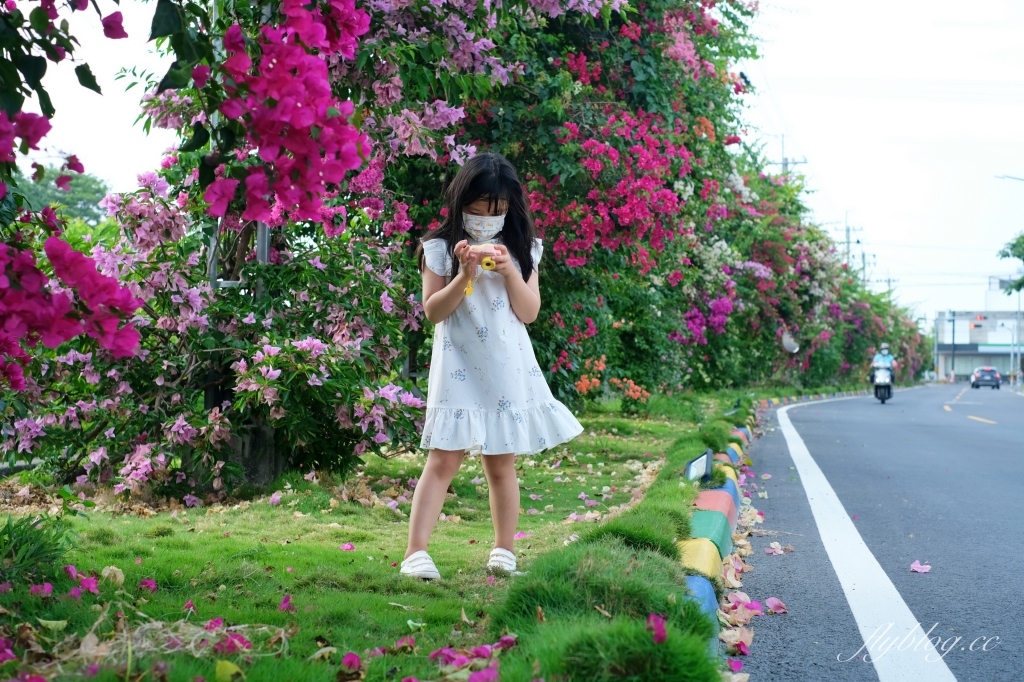 彰化田中｜草日金道．田中九重葛花牆超夢幻，綿延300公尺高達1層樓 @飛天璇的口袋