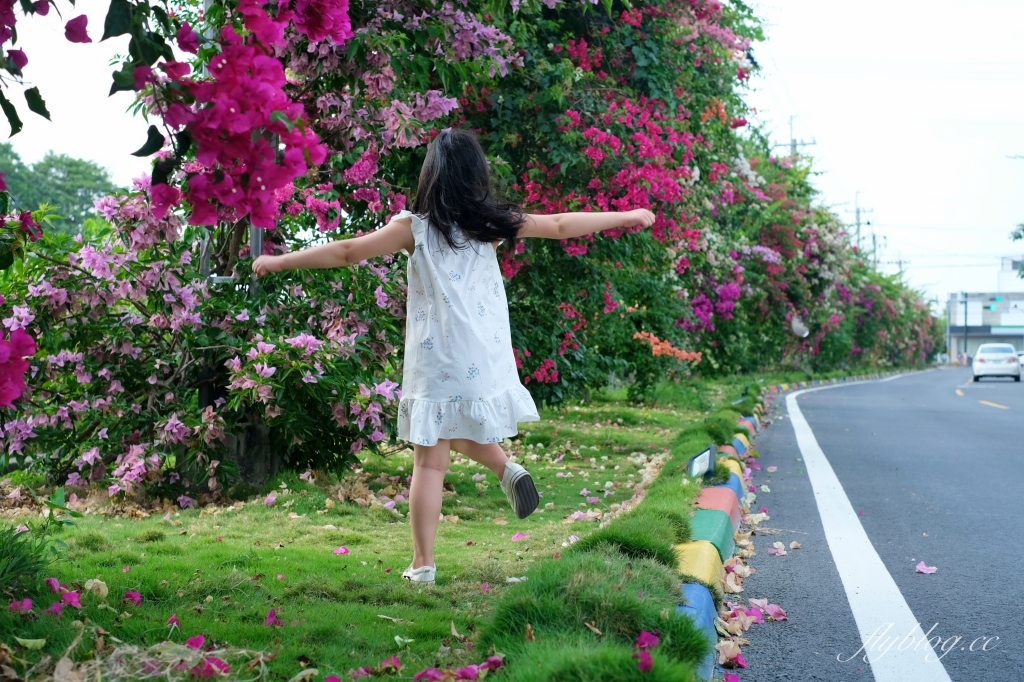 彰化田中｜草日金道．田中九重葛花牆超夢幻，綿延300公尺高達1層樓 @飛天璇的口袋