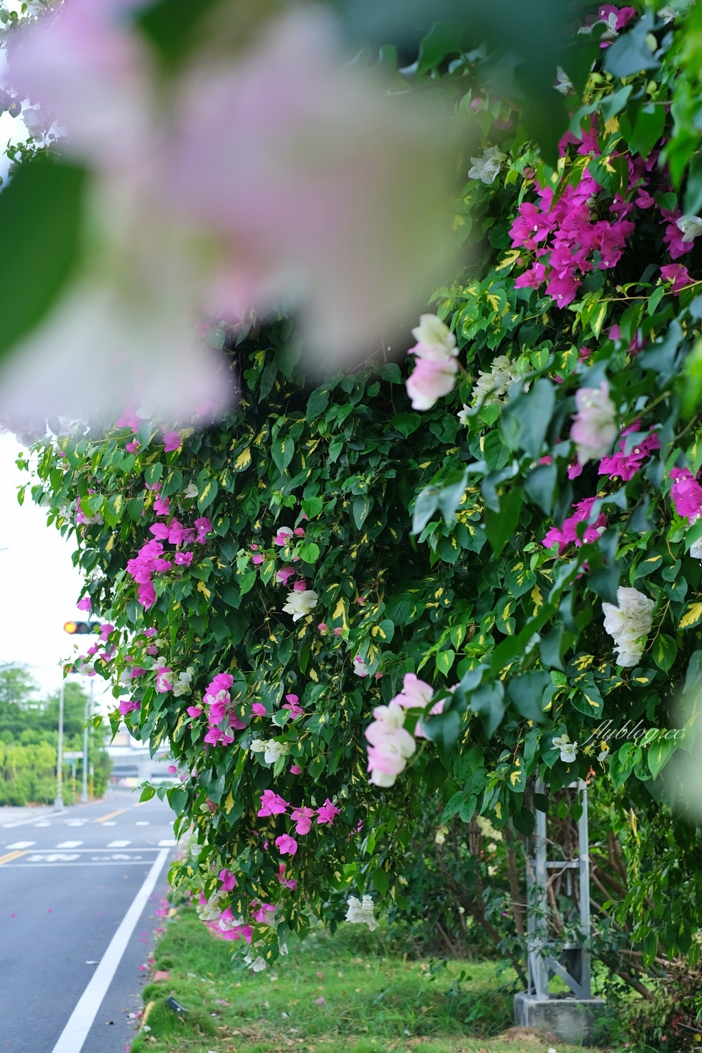 彰化田中｜草日金道．田中九重葛花牆超夢幻，綿延300公尺高達1層樓 @飛天璇的口袋