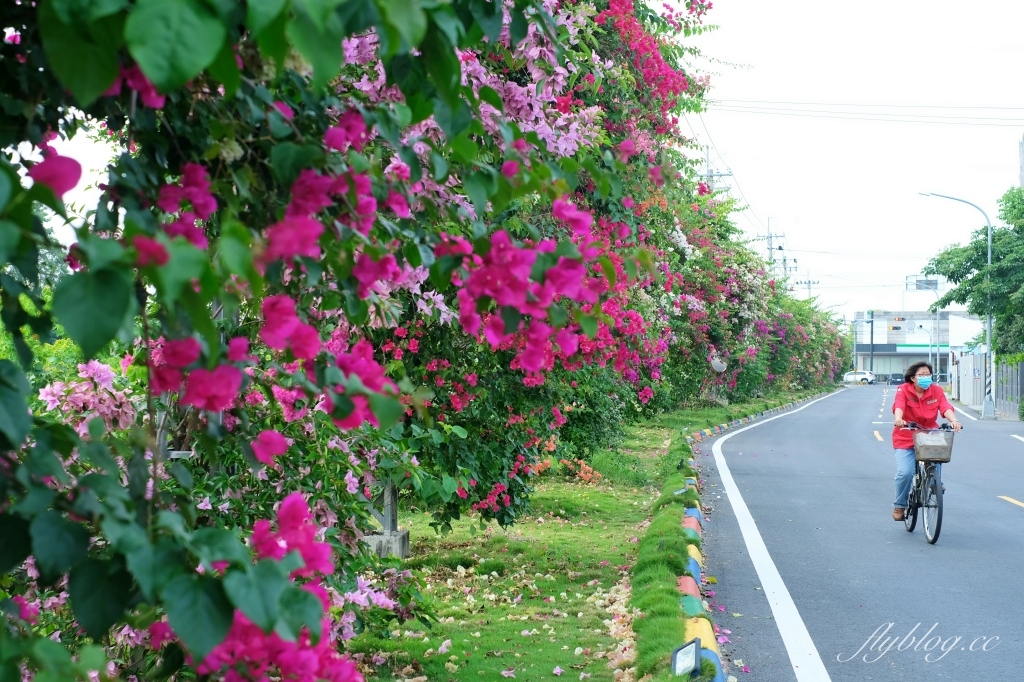彰化田中｜草日金道．田中九重葛花牆超夢幻，綿延300公尺高達1層樓 @飛天璇的口袋