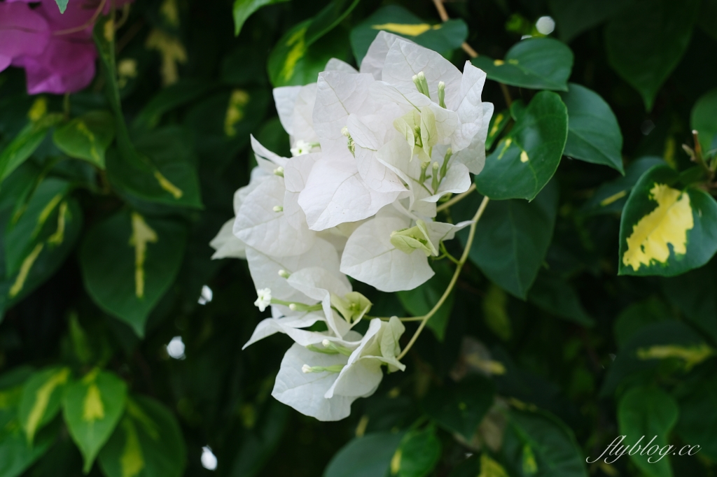 彰化田中｜草日金道．田中九重葛花牆超夢幻，綿延300公尺高達1層樓 @飛天璇的口袋