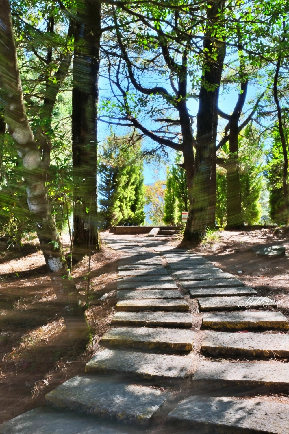 台中和平｜福壽山農場天池．海拔2614公尺的高山湖泊，雲霧縹緲宛如仙境 @飛天璇的口袋