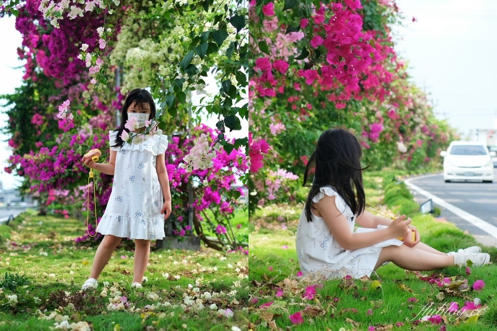 彰化田中｜草日金道．田中九重葛花牆超夢幻，綿延300公尺高達1層樓 @飛天璇的口袋