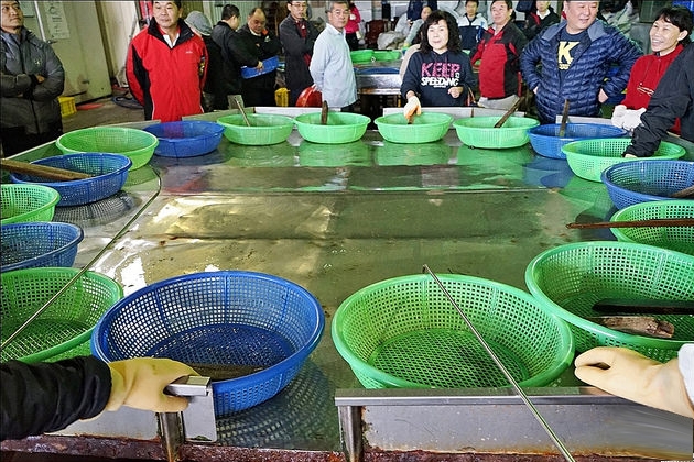 新竹香山｜明發定置漁場，現補新鮮漁獲拍賣現場，完全感受搶魚的樂趣 @飛天璇的口袋