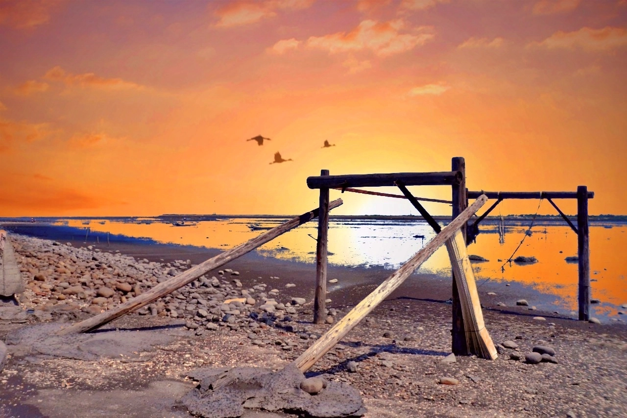 福寶溼地|彰化IG打卡景點,福寶溼地漂流木裝置藝術,美美向日葵花田觀賞夕陽 @飛天璇的口袋 福寶溼地|彰化IG打卡景點,福寶溼地漂流木裝置藝術,美美向日葵花田觀賞夕陽 @飛天璇的口袋