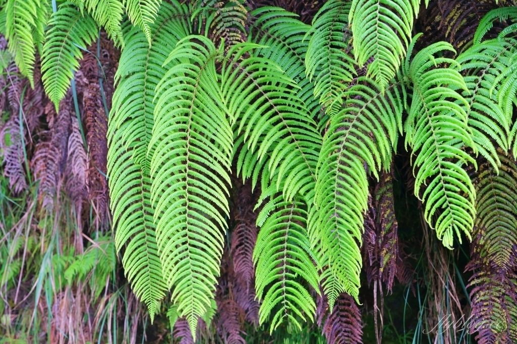 宜蘭大同｜太平山翠峰湖，全球第一條最寂靜的森林山徑，台灣最大的高山湖泊翠峰湖 @飛天璇的口袋
