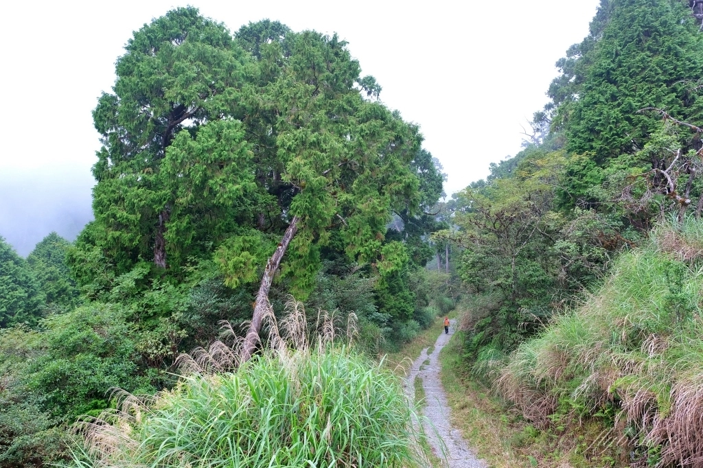 宜蘭大同｜太平山翠峰湖，全球第一條最寂靜的森林山徑，台灣最大的高山湖泊翠峰湖 @飛天璇的口袋