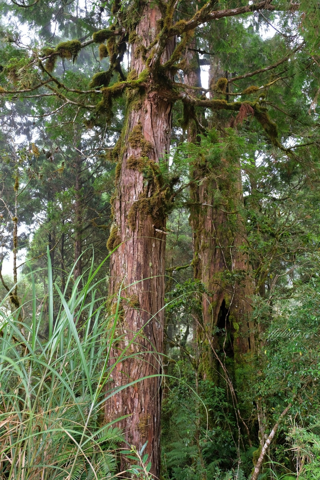 宜蘭大同｜太平山翠峰湖，全球第一條最寂靜的森林山徑，台灣最大的高山湖泊翠峰湖 @飛天璇的口袋
