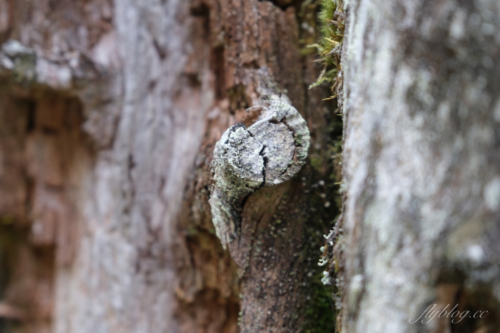 宜蘭大同｜太平山翠峰湖，全球第一條最寂靜的森林山徑，台灣最大的高山湖泊翠峰湖 @飛天璇的口袋