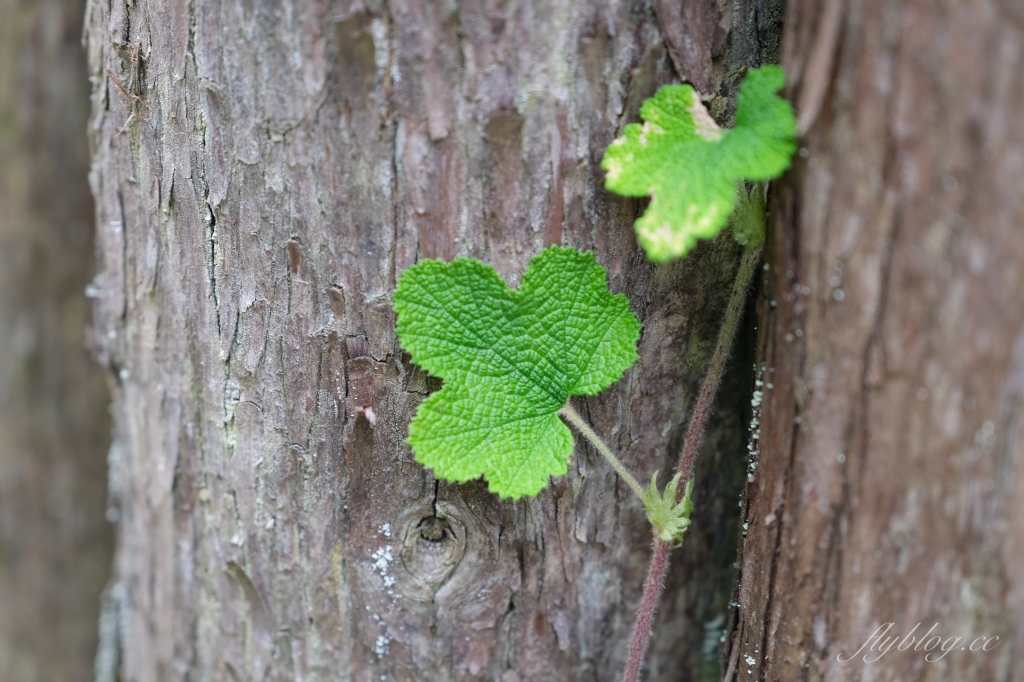 宜蘭大同｜太平山翠峰湖，全球第一條最寂靜的森林山徑，台灣最大的高山湖泊翠峰湖 @飛天璇的口袋