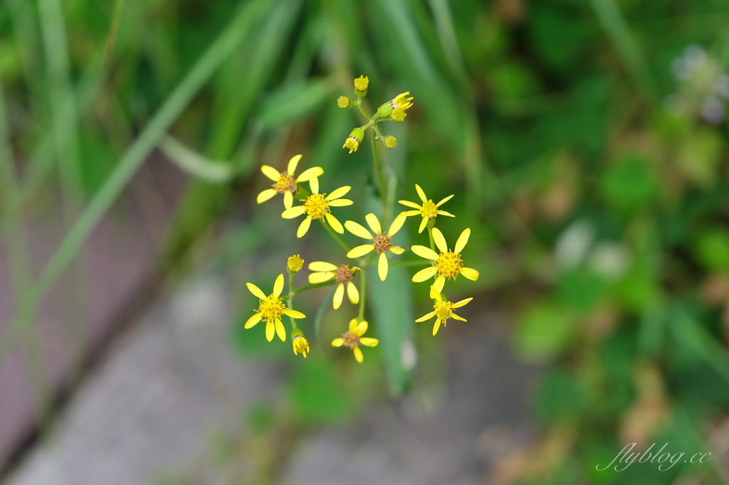 宜蘭大同｜太平山翠峰湖，全球第一條最寂靜的森林山徑，台灣最大的高山湖泊翠峰湖 @飛天璇的口袋