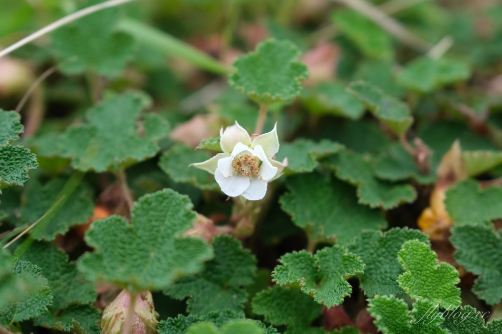 宜蘭大同｜太平山翠峰湖，全球第一條最寂靜的森林山徑，台灣最大的高山湖泊翠峰湖 @飛天璇的口袋