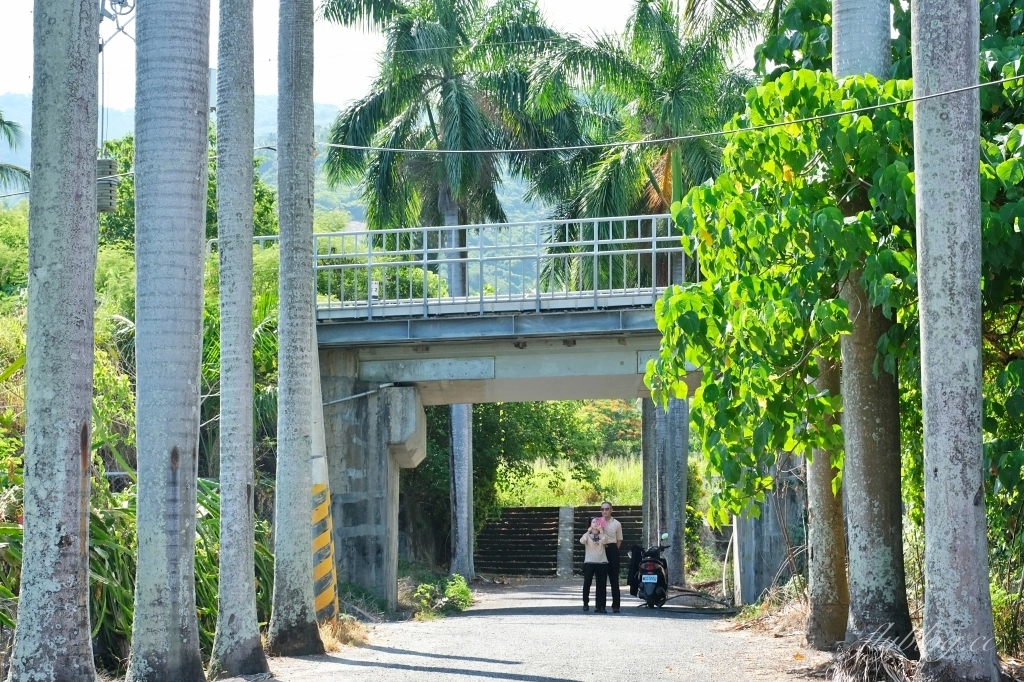 台東景點｜華源椰林大道，整排筆直椰林大道，直通太平洋的海天一色 @飛天璇的口袋