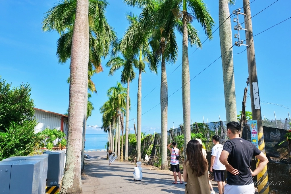 台東景點｜華源椰林大道，整排筆直椰林大道，直通太平洋的海天一色 @飛天璇的口袋