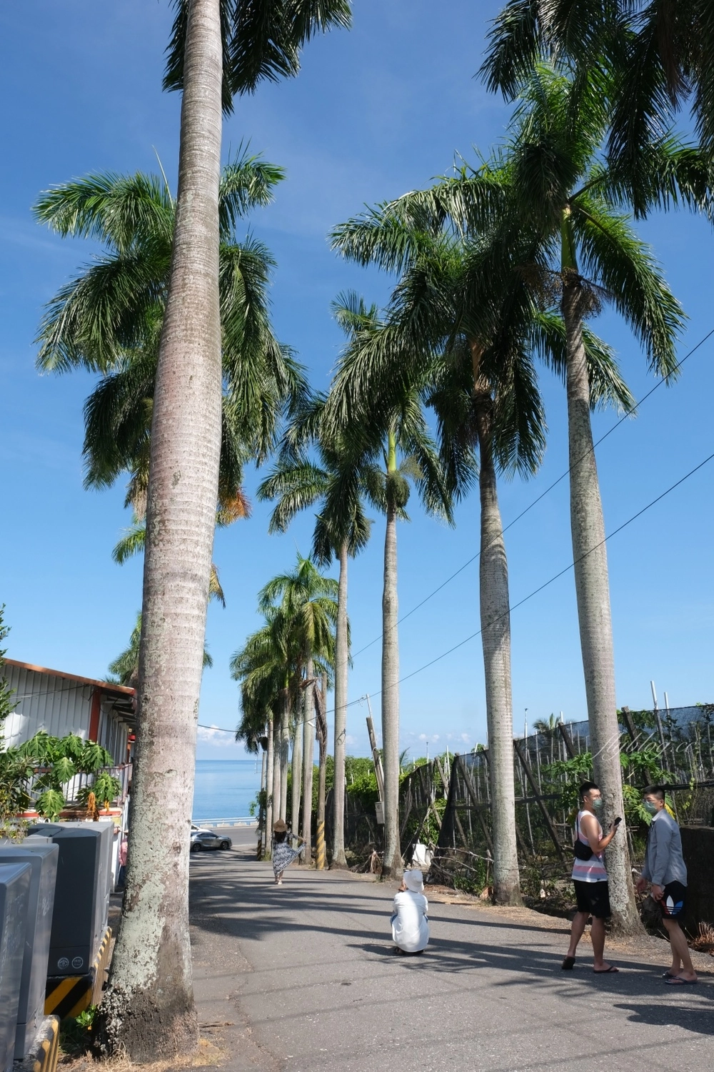 台東景點｜華源椰林大道，整排筆直椰林大道，直通太平洋的海天一色 @飛天璇的口袋