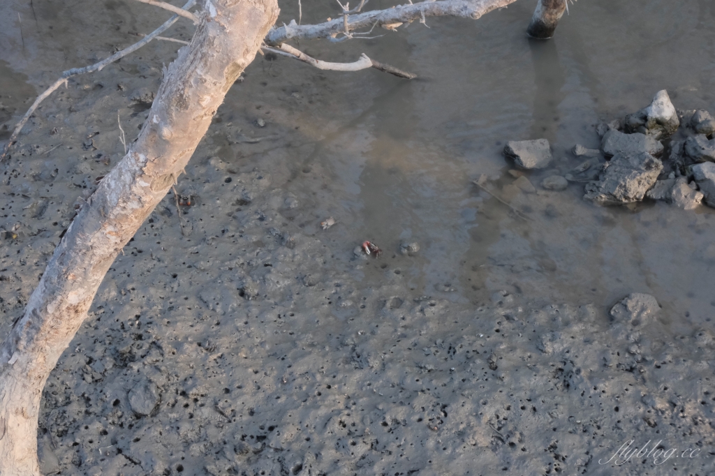 彰化芳苑｜芳苑濕地海空步道．紅樹林潮間帶濕地豐富生態，搭乘鐵牛車賞夕陽美景 @飛天璇的口袋