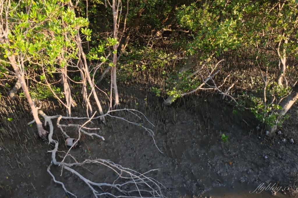 彰化芳苑｜芳苑濕地海空步道．紅樹林潮間帶濕地豐富生態，搭乘鐵牛車賞夕陽美景 @飛天璇的口袋