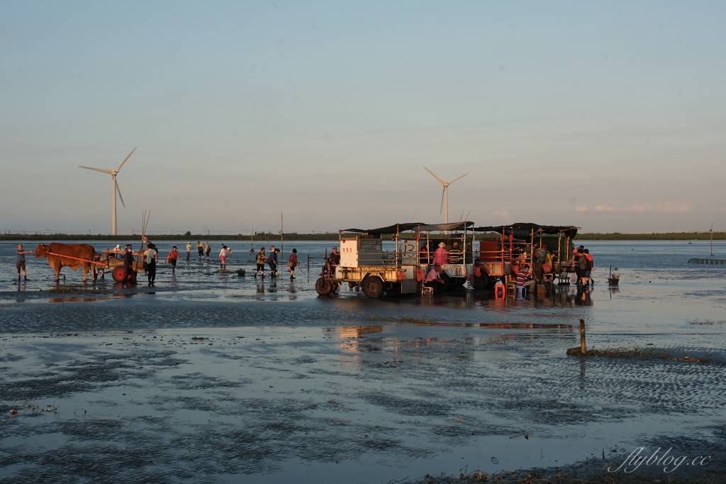 彰化芳苑｜芳苑濕地海空步道．紅樹林潮間帶濕地豐富生態，搭乘鐵牛車賞夕陽美景 @飛天璇的口袋