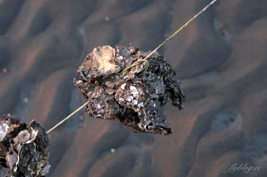彰化芳苑｜芳苑濕地海空步道．紅樹林潮間帶濕地豐富生態，搭乘鐵牛車賞夕陽美景 @飛天璇的口袋
