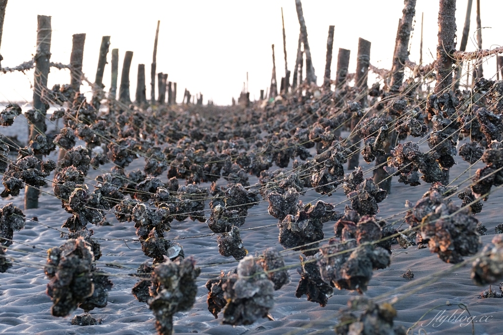 彰化芳苑｜芳苑濕地海空步道．紅樹林潮間帶濕地豐富生態，搭乘鐵牛車賞夕陽美景 @飛天璇的口袋