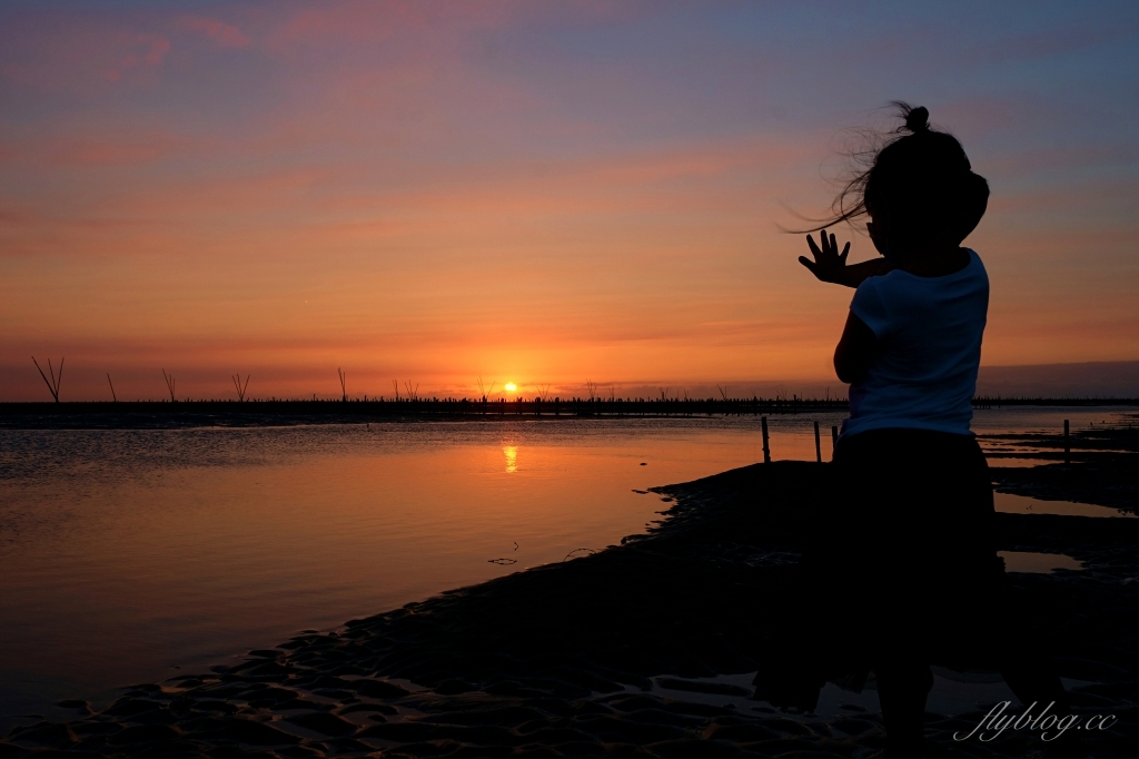 彰化芳苑｜芳苑濕地海空步道．紅樹林潮間帶濕地豐富生態，搭乘鐵牛車賞夕陽美景 @飛天璇的口袋