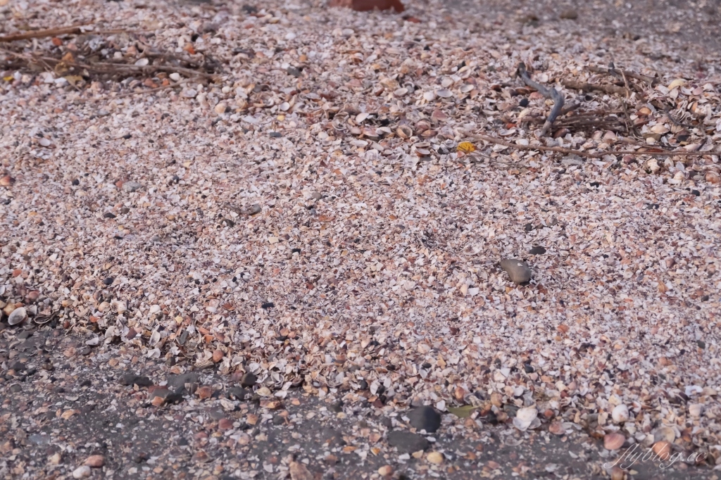 彰化芳苑｜芳苑濕地海空步道．紅樹林潮間帶濕地豐富生態，搭乘鐵牛車賞夕陽美景 @飛天璇的口袋