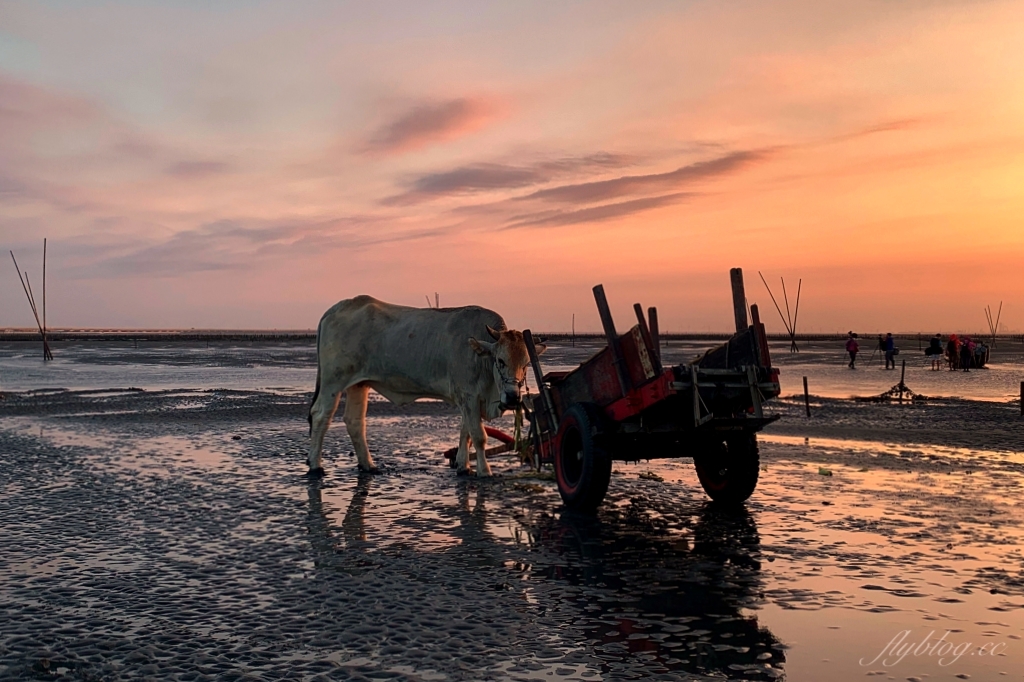 彰化芳苑｜芳苑濕地海空步道．紅樹林潮間帶濕地豐富生態，搭乘鐵牛車賞夕陽美景 @飛天璇的口袋