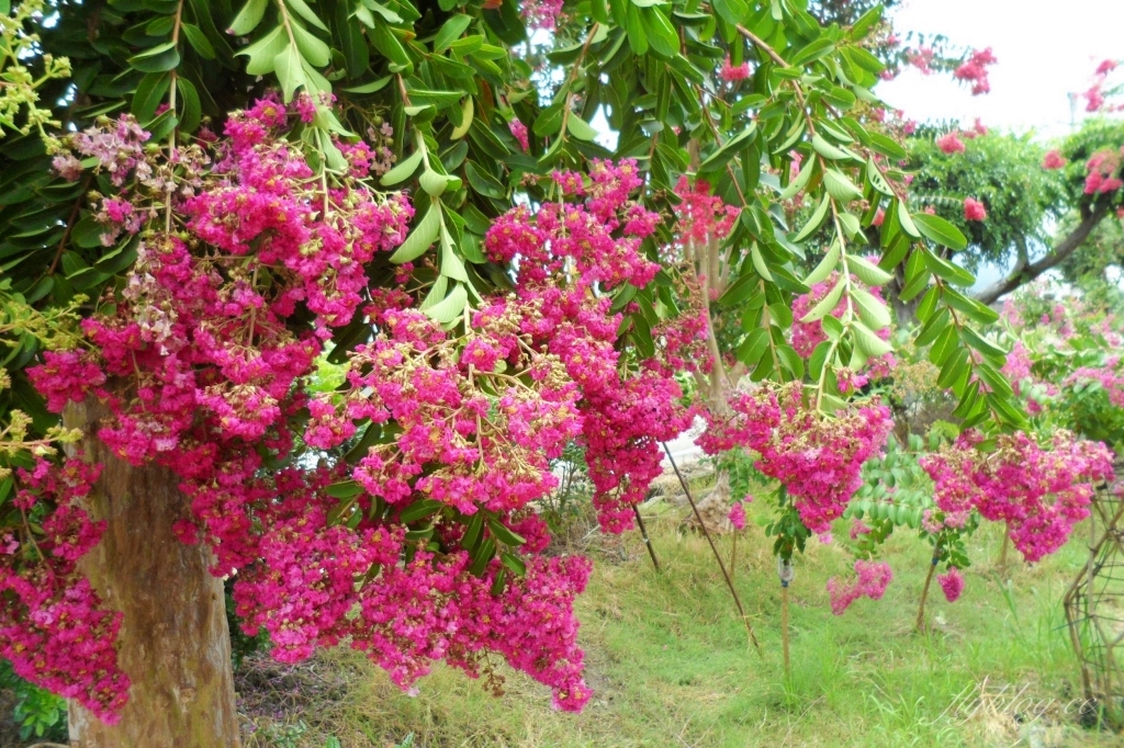 苗栗苑裡紫薇花園｜仙氣爆棚的粉色紫薇花海，400棵花樹盛開中免費拍美照 @飛天璇的口袋