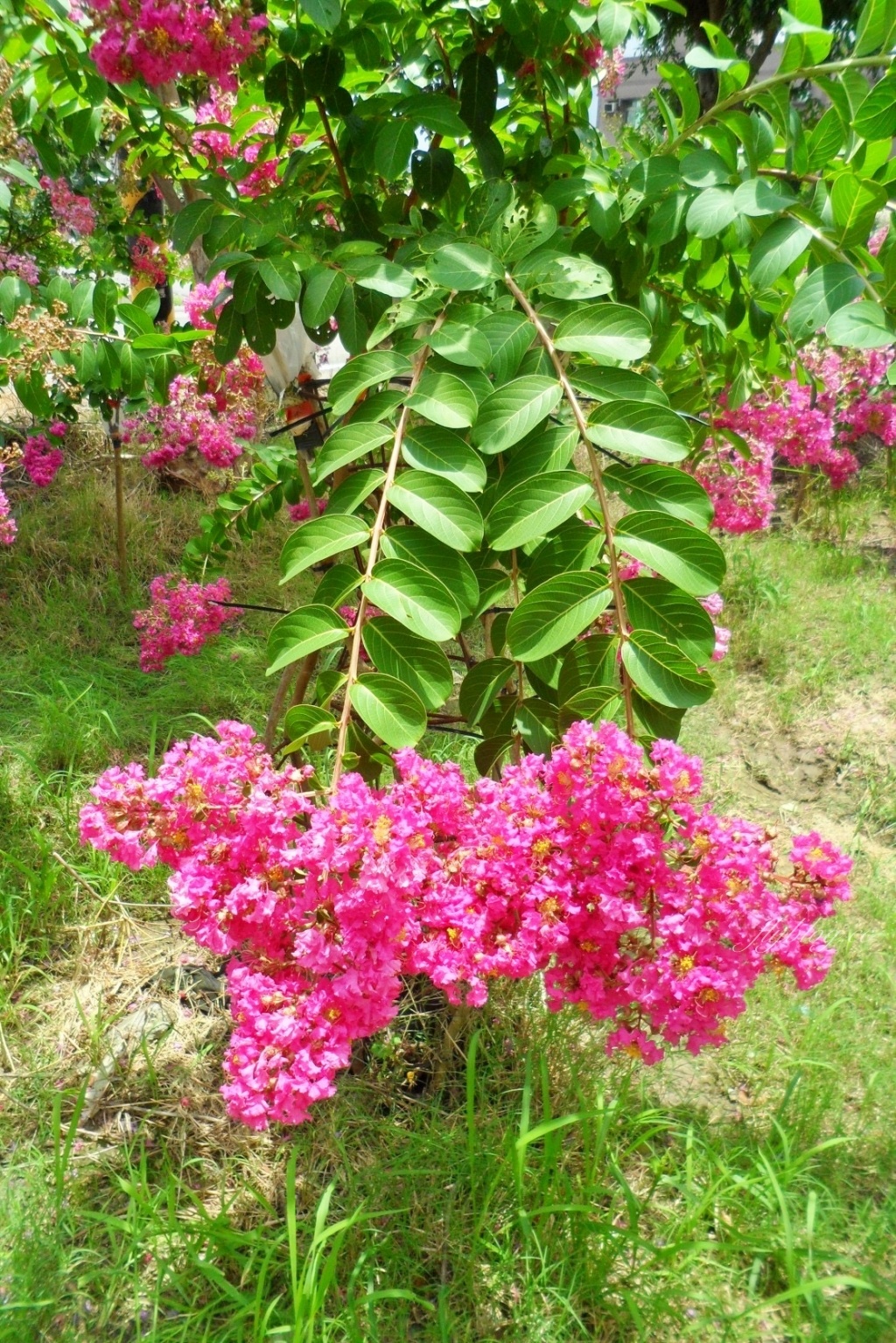苗栗苑裡紫薇花園|仙氣爆棚的粉色紫薇花海,400棵花樹盛開中免費拍美照 @飛天璇的口袋 苗栗苑裡紫薇花園|仙氣爆棚的粉色紫薇花海,400棵花樹盛開中免費拍美照 @飛天璇的口袋