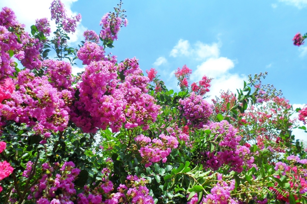 苗栗苑裡紫薇花園｜仙氣爆棚的粉色紫薇花海，400棵花樹盛開中免費拍美照 @飛天璇的口袋