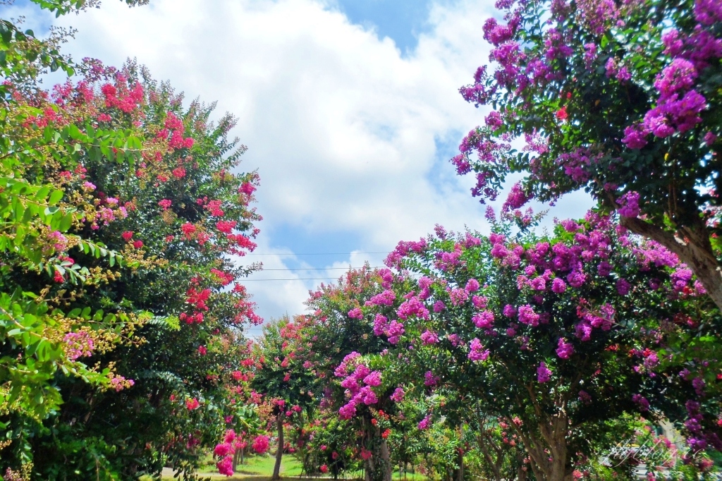 苗栗苑裡紫薇花園|仙氣爆棚的粉色紫薇花海,400棵花樹盛開中免費拍美照 @飛天璇的口袋 苗栗苑裡紫薇花園|仙氣爆棚的粉色紫薇花海,400棵花樹盛開中免費拍美照 @飛天璇的口袋
