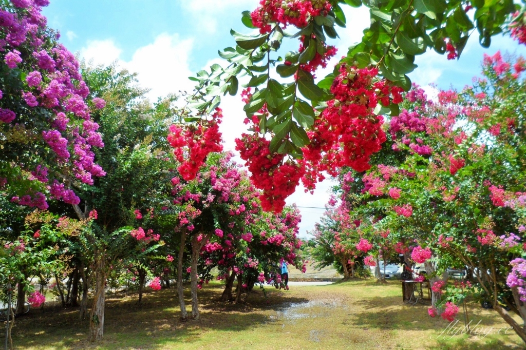 苗栗苑裡紫薇花園｜仙氣爆棚的粉色紫薇花海，400棵花樹盛開中免費拍美照 @飛天璇的口袋