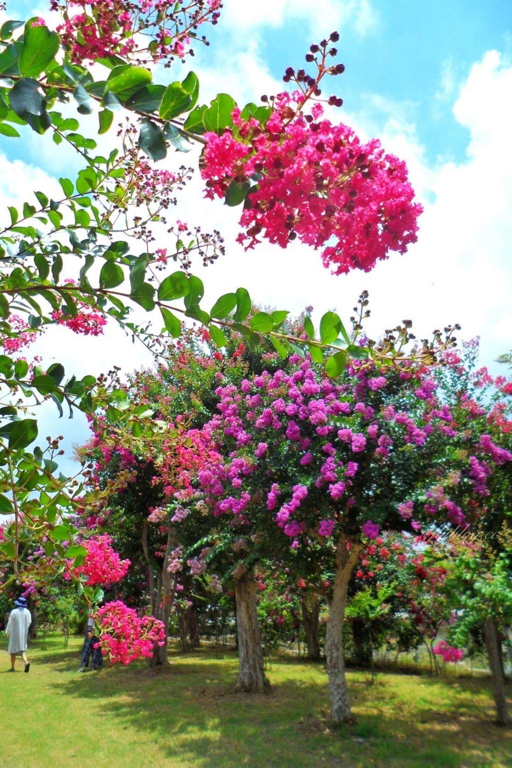 苗栗苑裡紫薇花園｜仙氣爆棚的粉色紫薇花海，400棵花樹盛開中免費拍美照 @飛天璇的口袋