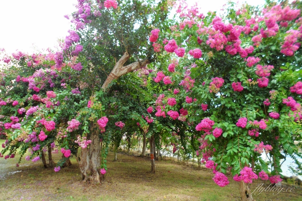 苗栗苑裡紫薇花園｜仙氣爆棚的粉色紫薇花海，400棵花樹盛開中免費拍美照 @飛天璇的口袋