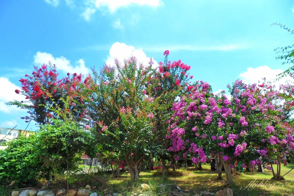 苗栗苑裡紫薇花園｜仙氣爆棚的粉色紫薇花海，400棵花樹盛開中免費拍美照 @飛天璇的口袋